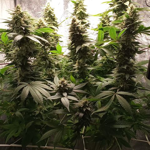 Special Queen #1 growlog timeline photo