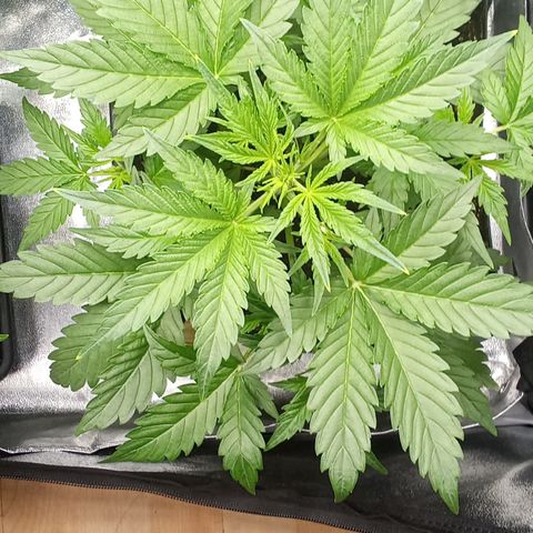 Zkittlez automatik  growlog timeline photo