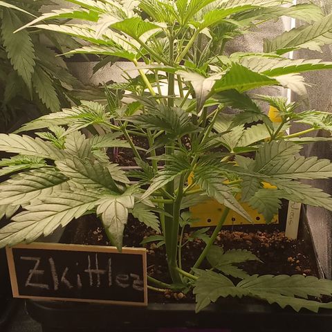 Zkittlez automatik  growlog timeline photo