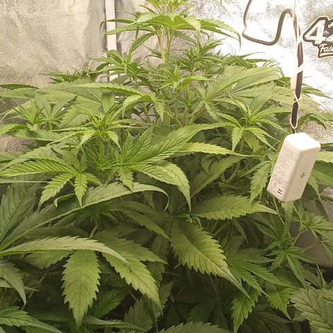 Strawberry Banana automatik  growlog timeline photo