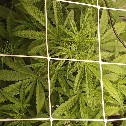 Strawberry Banana automatik  growlog timeline photo