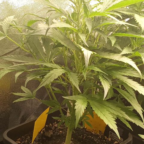 Strawberry Gorilla automatik  growlog timeline photo