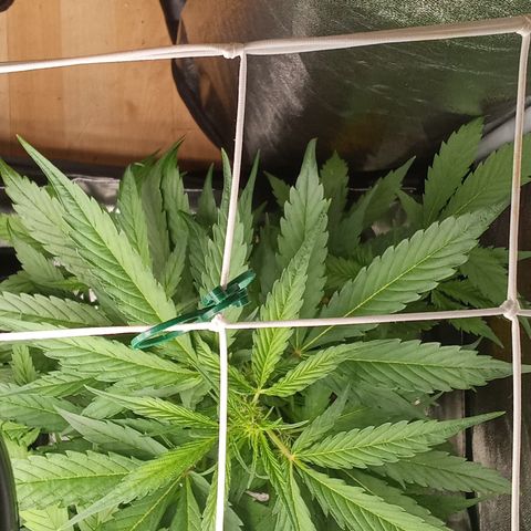 Strawberry Gorilla automatik  growlog timeline photo