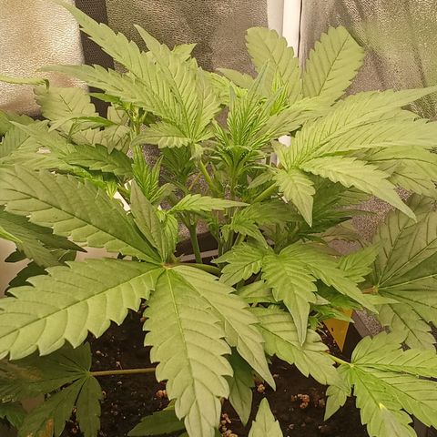Banana Purple Punch growlog timeline photo