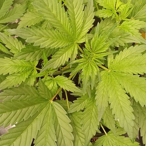 Banana Purple Punch growlog timeline photo