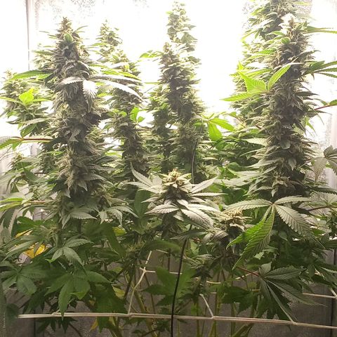 Special Queen #1 growlog timeline photo