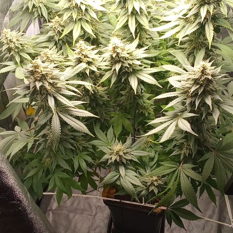 Special Queen #1 growlog timeline photo