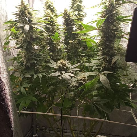 Special Queen #1 growlog timeline photo