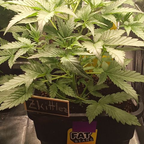 Zkittlez automatik  growlog timeline photo