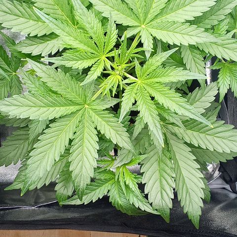 Zkittlez automatik  growlog timeline photo