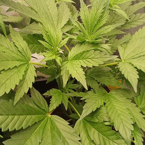 Banana Purple Punch growlog timeline photo