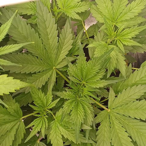 Banana Purple Punch growlog timeline photo