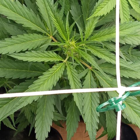 Strawberry Gorilla automatik  growlog timeline photo