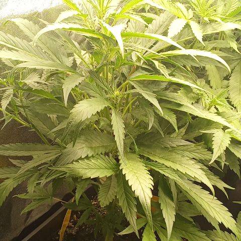 Strawberry Gorilla automatik  growlog timeline photo