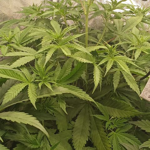 Strawberry Banana automatik  growlog timeline photo