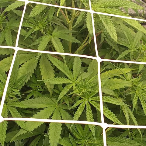 Strawberry Banana automatik  growlog timeline photo