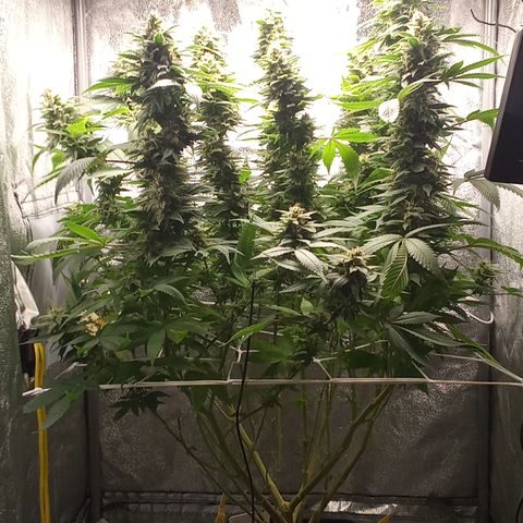 Special Queen #1 growlog timeline photo