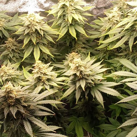 Special Queen #1 growlog timeline photo