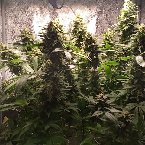 Special Queen #1 growlog timeline photo