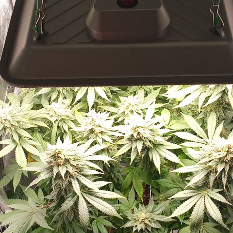 Special Queen #1 growlog photo: Ab morgen nur noch Wasser mit 6.2ph ohne Nährstoffe 