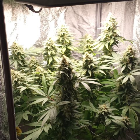 Special Queen #1 growlog photo: Ab morgen nur noch Wasser mit 6.2ph ohne Nährstoffe 