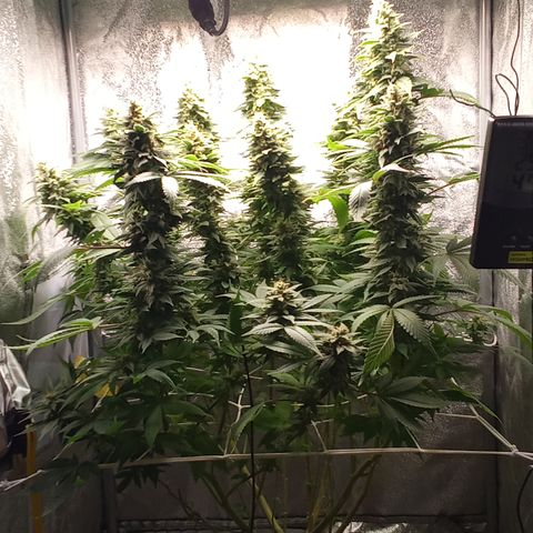 Special Queen #1 growlog photo: Ab morgen nur noch Wasser mit 6.2ph ohne Nährstoffe 
