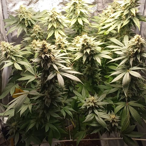 Special Queen #1 growlog photo: Ab morgen nur noch Wasser mit 6.2ph ohne Nährstoffe 