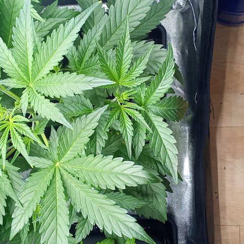 Zkittlez automatik  growlog timeline photo