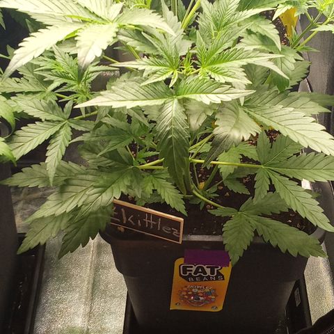 Zkittlez automatik  growlog timeline photo