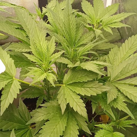 Banana Purple Punch growlog timeline photo