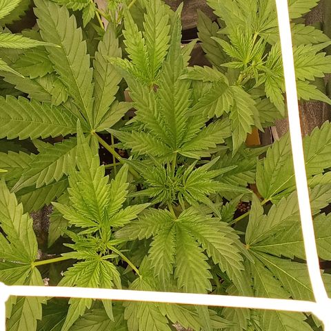 Banana Purple Punch growlog timeline photo