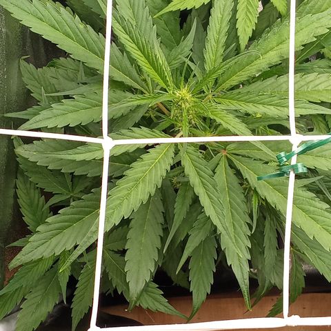 Strawberry Gorilla automatik  growlog timeline photo