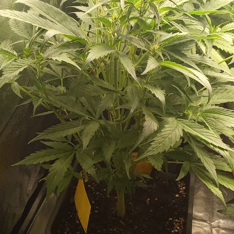 Strawberry Gorilla automatik  growlog timeline photo