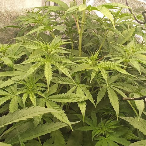 Strawberry Banana automatik  growlog timeline photo