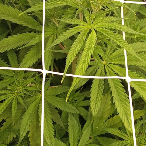 Strawberry Banana automatik  growlog timeline photo