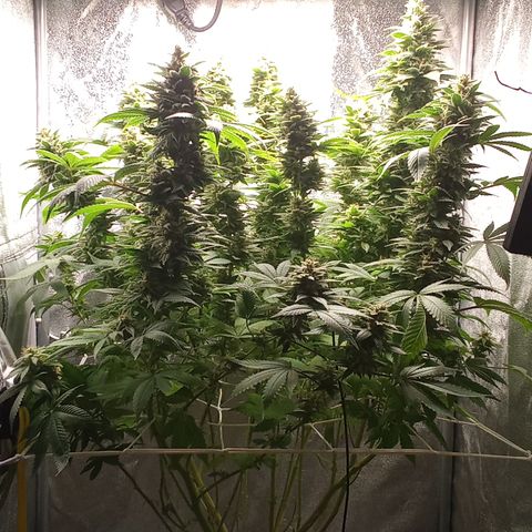Special Queen #1 growlog timeline photo