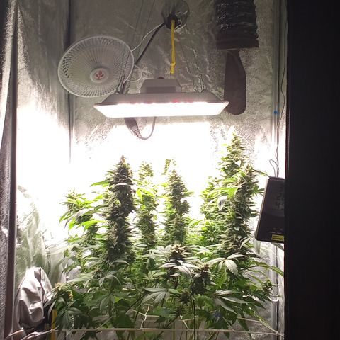 Special Queen #1 growlog timeline photo