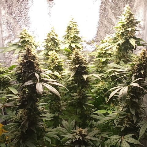 Special Queen #1 growlog timeline photo