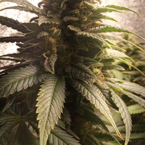 Special Queen #1 growlog timeline photo