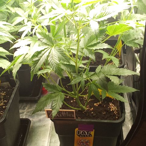 Zkittlez automatik  growlog timeline photo