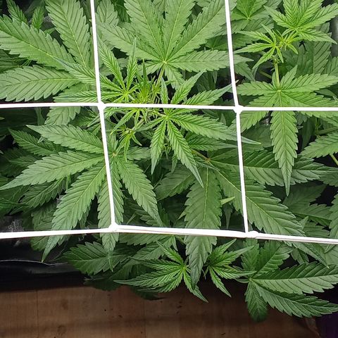 Zkittlez automatik  growlog timeline photo