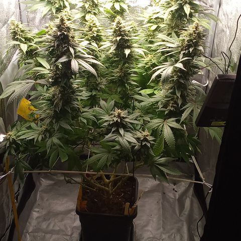 Special Queen #1 growlog timeline photo