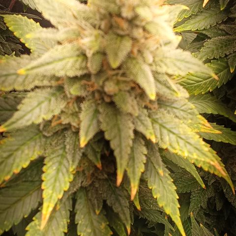 Special Queen #1 growlog timeline photo
