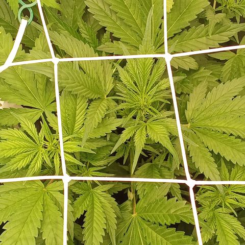 Banana Purple Punch growlog timeline photo