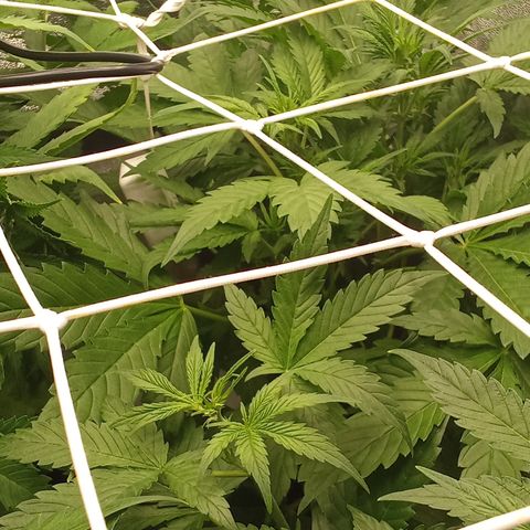 Banana Purple Punch growlog timeline photo