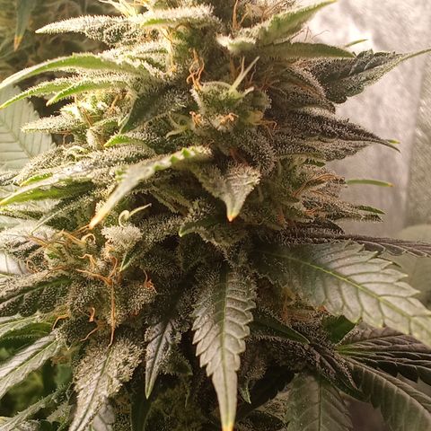 Special Queen #1 growlog timeline photo