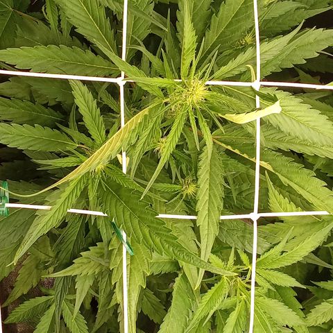 Strawberry Gorilla automatik  growlog timeline photo