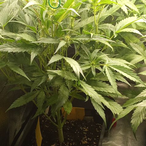 Strawberry Gorilla automatik  growlog timeline photo