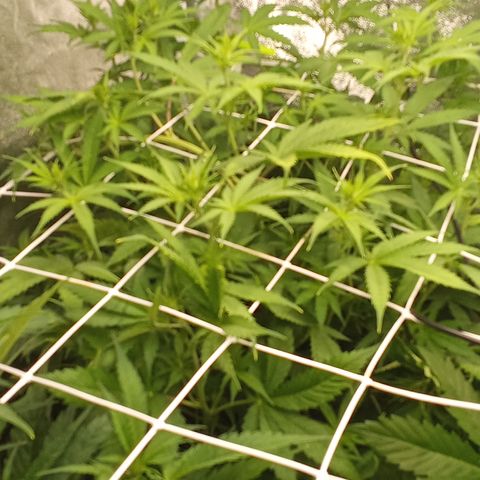 Strawberry Banana automatik  growlog timeline photo