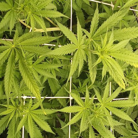 Strawberry Banana automatik  growlog timeline photo
